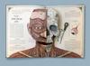 Der menschliche Körper: ein Pop-up-Leitfaden für Anatomy Walker