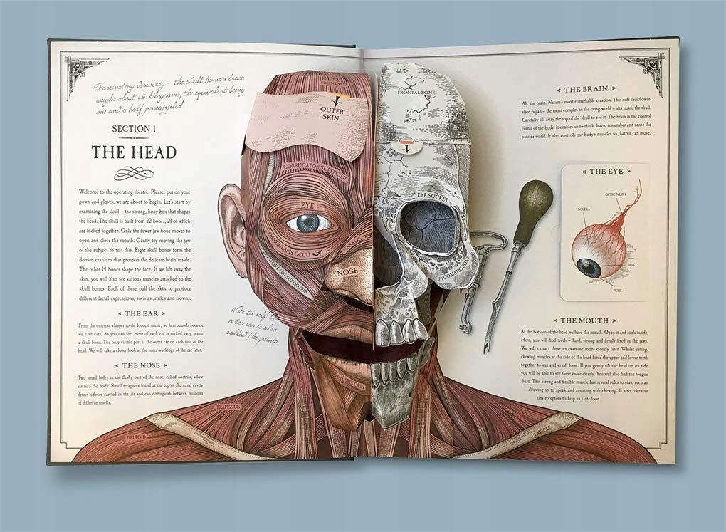Der menschliche Körper: ein Pop-up-Leitfaden für Anatomy Walker