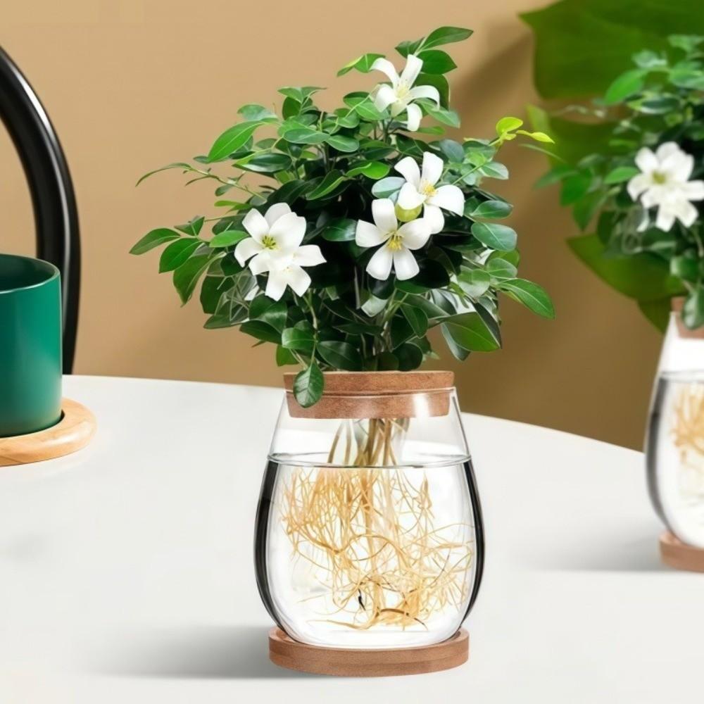 Transparent Tabletop Plant Vase with Wooden Tray Mini Terrarium Glass Planter  Botanical Display