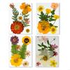 Elegante natürliche gepresste Blumen 32 Stück 4er-Pack Materialien getrocknete Blumen für Resin Art Schmuckherstellungsprojekte A0KF