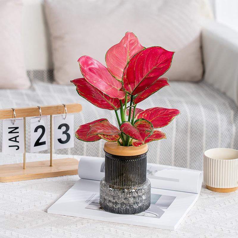 Transparent Hydroponic Vase Automatic Water Absorption Plant Pot For Home & Office