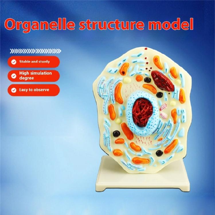 Cell Anatomy Model Nucleus Animal Cell Model Biology Science Model Biology Learning Aid for Classroom Display