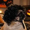 Funny Cat Cosplay Wig Pet Wig, Cute Bob Cut Afro Curly with Adjustable Accessories Elastic Band, Breathable for Dogs, Cats Halloween Party Headwear