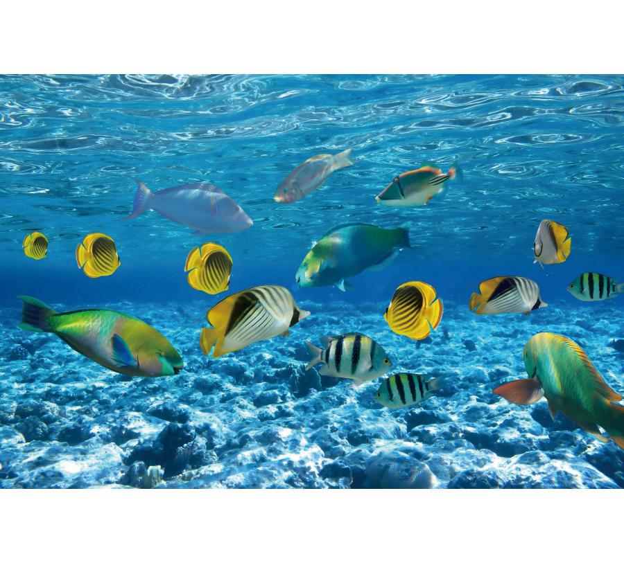 Underwater World Fish Coral Aquarium Theme Photography Backdrop, Children's Birthday Party, Home Decoration Photography Backdrop