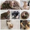 British Style Pet Dog Clothes Trench Coat  Winter Thicken Jacket Coat Costumes Hoodies Clothes for Small Puppy Dogs Cat Clothing