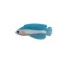 Marine Hair Clip Acetic Acid Shark Clip New Fish Hair Claws  Girls Gift