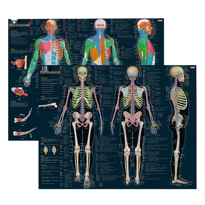 Human Muscle and Bone Anatomy Chart