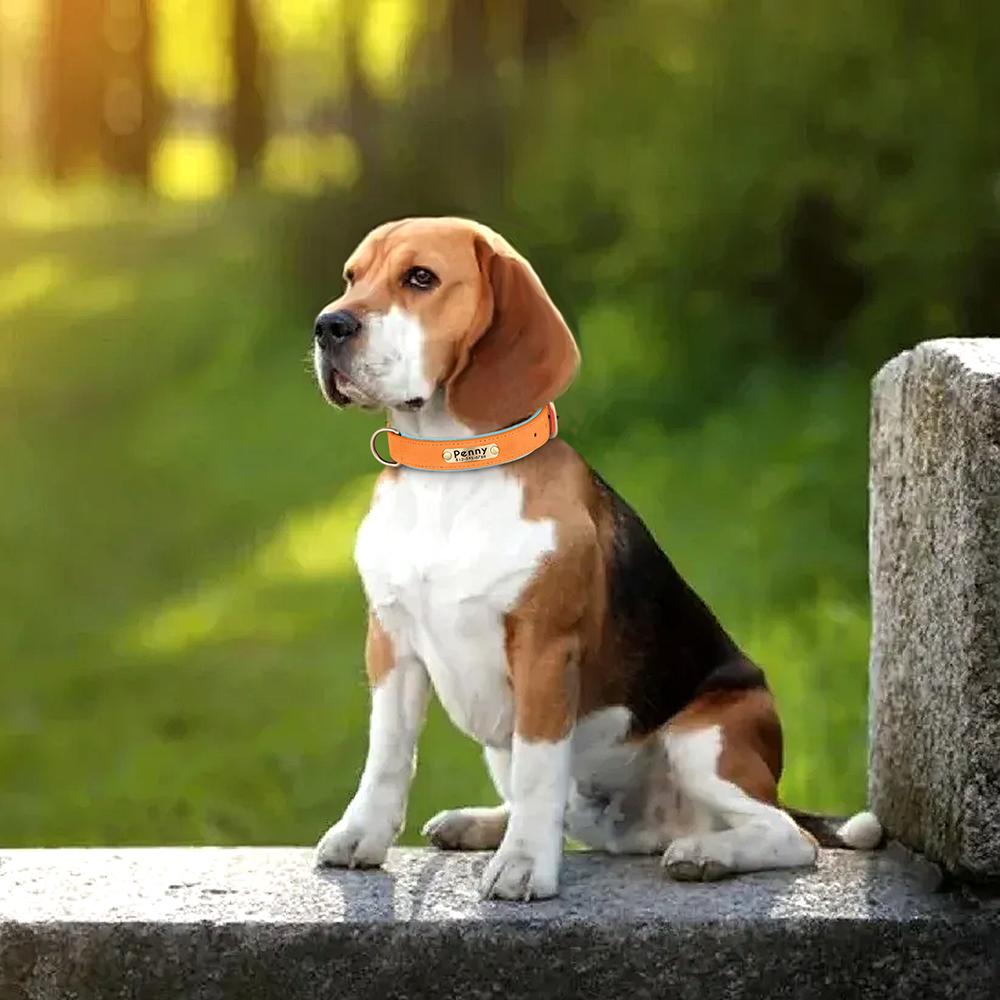 Personalized PU Leather Dog Collar Soft Padded Dog Collars Free Custom Pet ID Name Necklace for Small Medium Large Dogs Pitbull