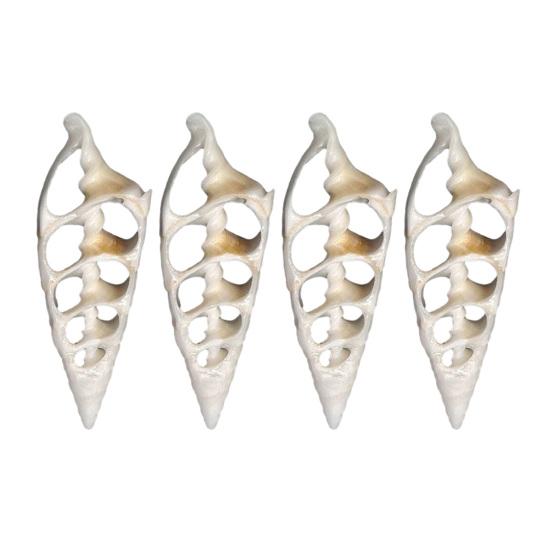 Center Cut Shells Natural Center Cut Sea Shells Pre-Cut Conch Slices for DIY Crafts Wind Chimes Coastal Home Decor Nautical Jewelry