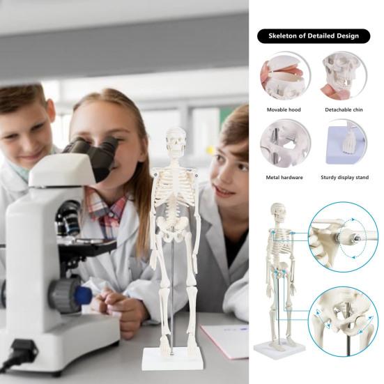 

20 см мини-фигурка скелета человека, реалистичное образовательное исследование, анатомия студента, модель скелета из ПВХ, украшение, подарок на Хэллоуин