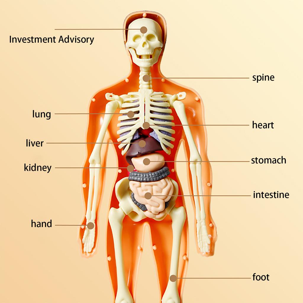 Children's STEM Cognitive Educational Toy, Detachable and Assembled, Full Body Skeletal Model, Puzzle Early Education Toy
