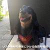 Pettorina Morbida Quotidiana Earth Pet Handler con Controllo per Cane Piccolo Accessori per Animali Guinzaglio, Denim, Cani, Nero, Accessori,