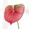 3D Printing Latex Artificial Anthurium Lily Flowers Permanent Flower Fake Flowers for Home Decoration Wedding Bridal Bouquet
