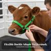 Heavy Duty Cow Halter with Lead Adjustable Livestock Strap Calf Training Rope  Farm Use