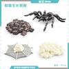 Simulation Mini Insect Set Grasshopper Bee Spider Growth Cycle Life Stage Cognitive Model Toy