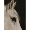 Vintage Botanical Flying Bird Rustic Horse Equestrian Rider Hunting Dog Poster Canvas Painting Print Wall Art Picture Home Decor