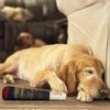 Funny Dog Toys Plush Squeaky Toys For Medium Small Large Cool Stuffed For Dog Birthday Relaxing Toys Pet Supply Resistant Biting
