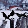 1pc Black Crow Silhouette – Cute Metal Bird Garden Statues, Decorative Yard Stakes for Lawn, Garden, and Outdoor Decorations
