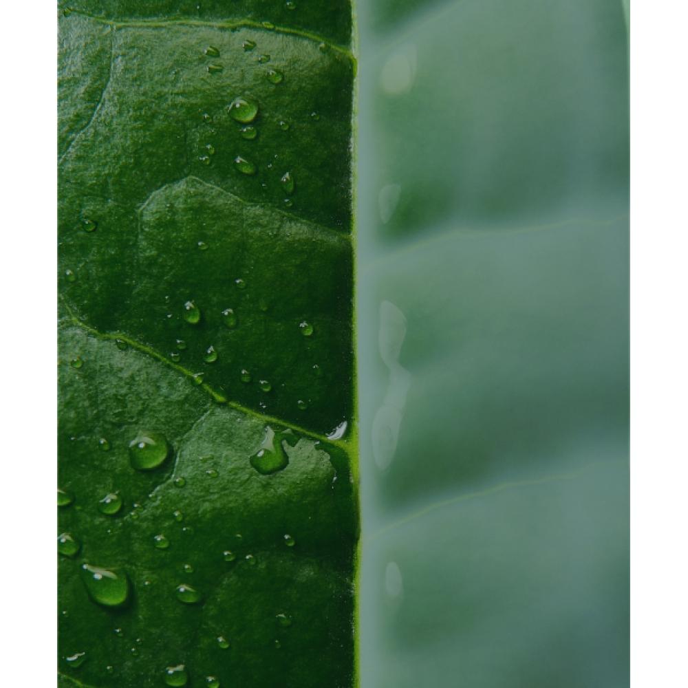 Innisfree Green Tea Ceramide Milk Essence Duo Set  160ml+160ml Refill 