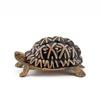 Simulated Turtles Fridge Magnets Artificial Tortoise Models Snapping Turtle Grass Tortoise Fridge Stickers Children Gifts