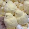 Squishy Chicken Kawaii Handgemachtes Silikon Weiches beflocktes gelbes Hühnersiegel Weiches Huhn Kindergeburtstagsgeschenk Spielzeug Süßes Squishy Chick