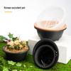 Korean Style Short and Stout Succulent Pot - Sedum Old Tree Combination