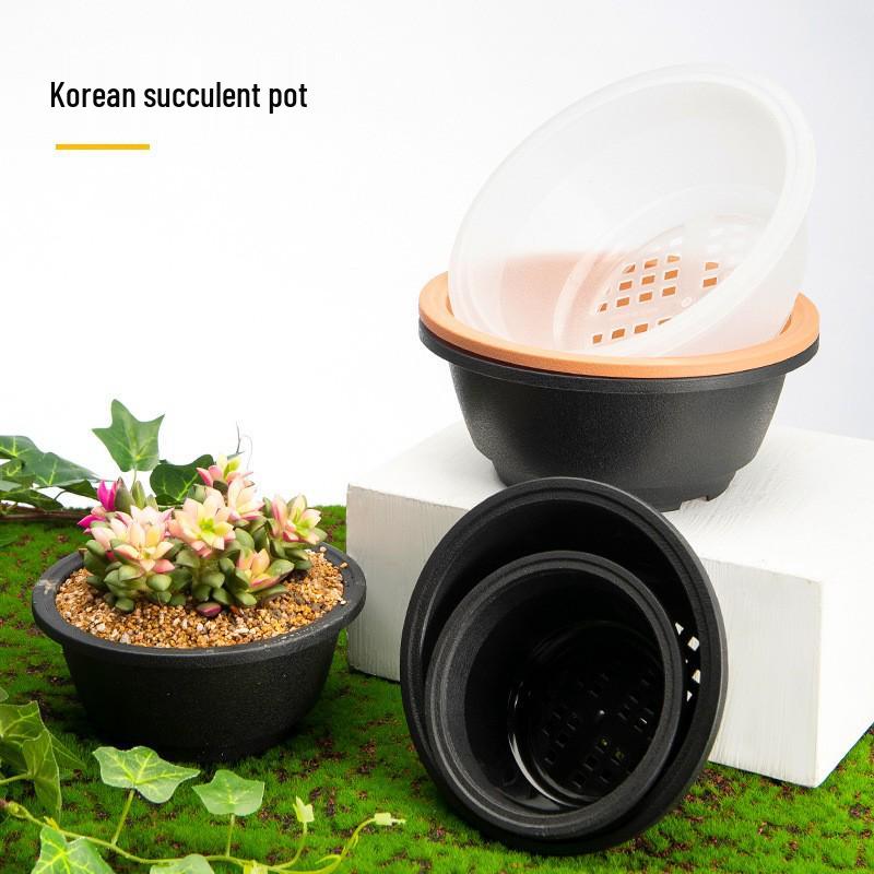 Korean Style Short and Stout Succulent Pot - Sedum Old Tree Combination