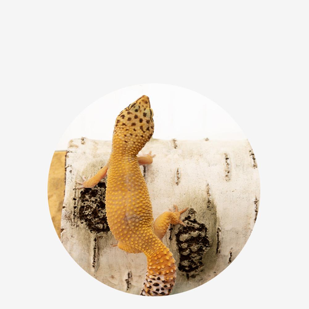 Resin Large Reptile Hide Wooden Bark Appearance Hideout House Hiding Cave Shelter For Reptile Decoration