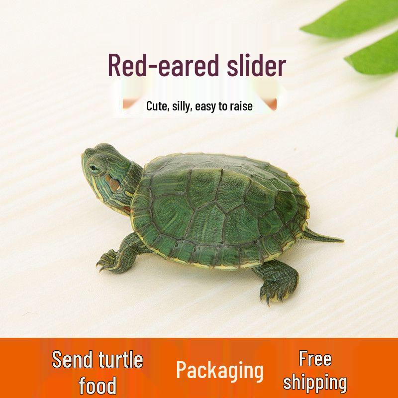 Бразильская черепаха Декоративное домашнее животное - Очень крупное живое животное Single Turtle (1) Lonely Turtle