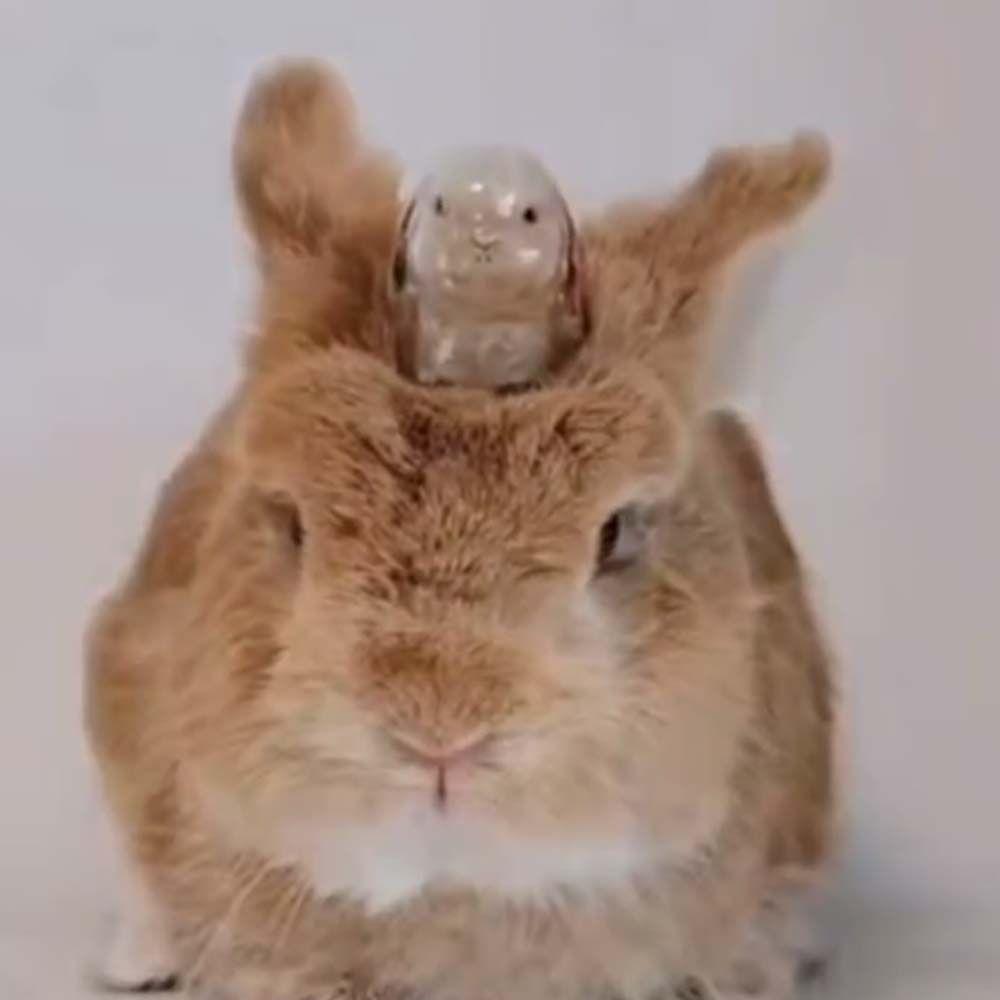 Transparent Acrylic Keychain Cat Hair Storage Capsule Dog Hair Storage Container Memorial Key Ring