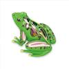 Early Learning Biology Education Toy Frog Organs Frog Dissection Model  For Children