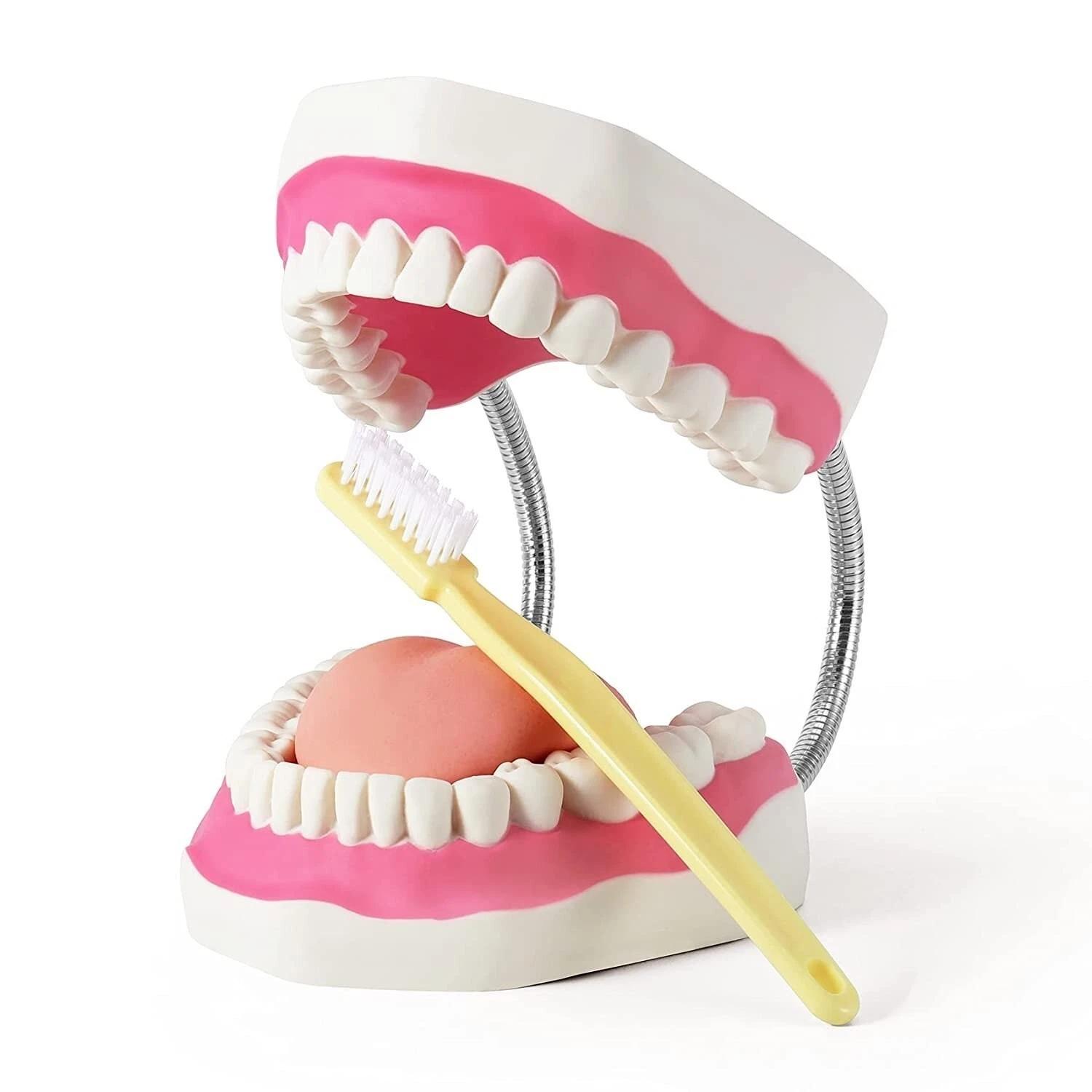 Dental Care Model with Tooth Brush белый