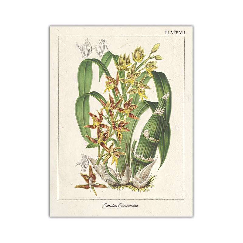 

Винтажный постер с дикими растениями, ботанический цветок, учебный постер для гостиной, холст, картина, анатомическая картина, эстетический домашний декор 21x30cm No Frame