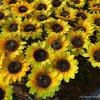 Sunflower Ground Stake Lamp for Outdoor Lawn and Landscape Lighting Decoration