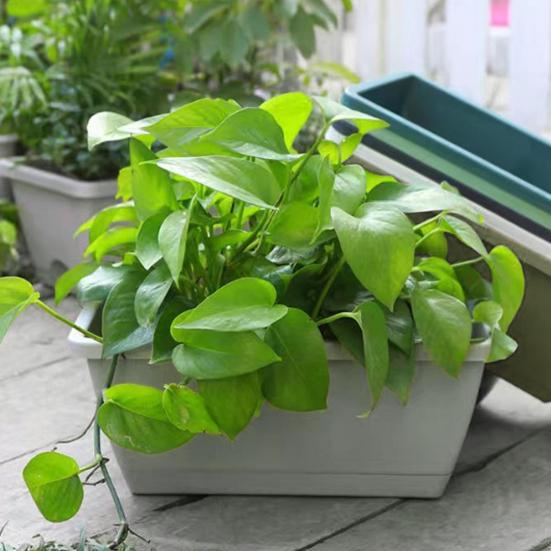 Gemüseanbaukasten Blumentopf mit Entwässerungslöchern Verdickter Rand Starke Tragfähigkeit Rechteckiger Pflanzkasten für Gemüse und Kräuter im Innenbereich