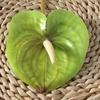 Anthurium Andraeanum Linden Fake Flower For Home Decor And Props Photography