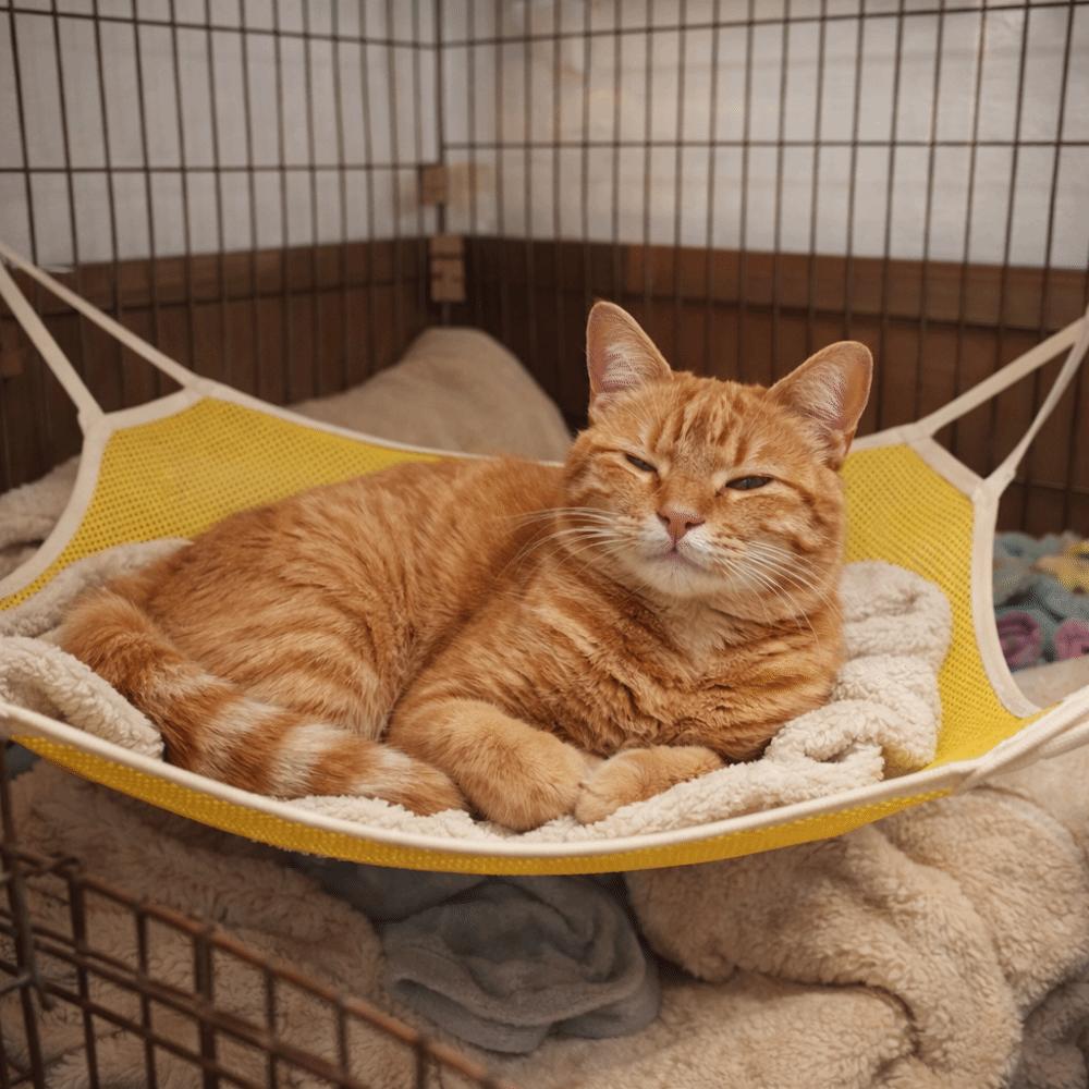 Wear Resistant Pet Cage Hammock Breathable Mesh Cat Cage Swing  for Cats and Dogs