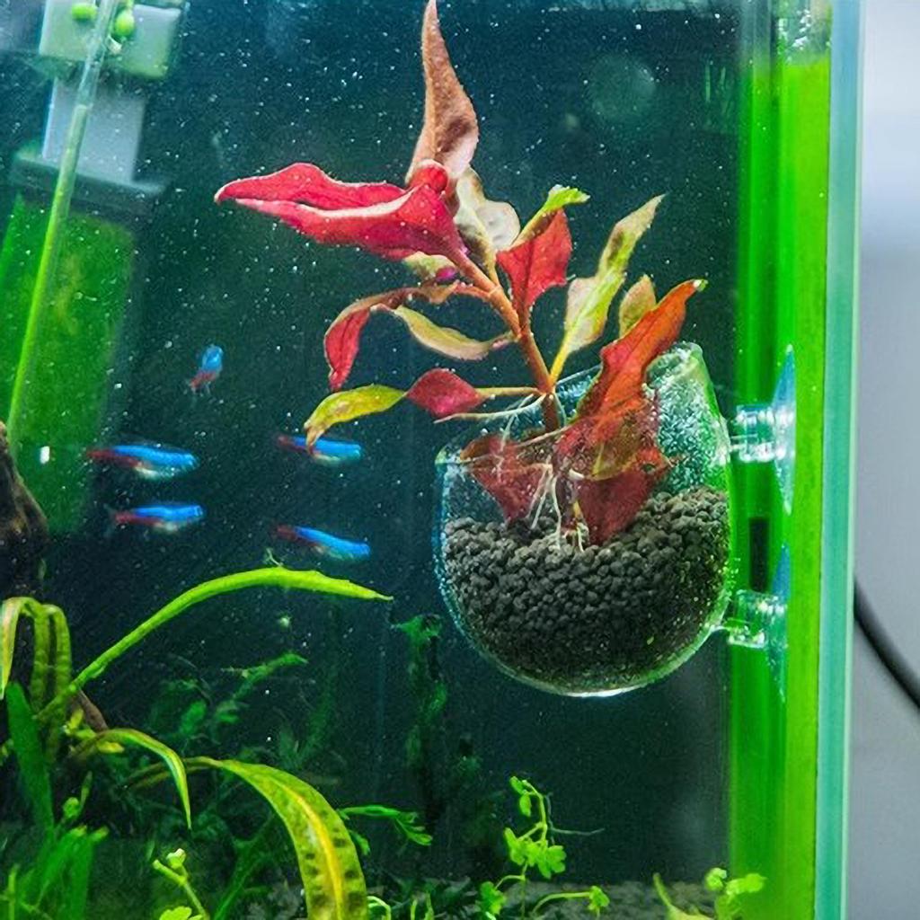 Aquarium Decoration Plant Cup Pot Glass Aquatic Plant Cup With Suction Holder Planting Cylinder Cup Aquarium Accessories