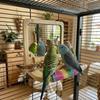 Anti-slip Wood Bird Training Stand Interactive Parrot Biting Rod  Bird Cage Accessories