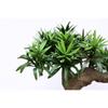 Simulation fake tree bonsai home living room Chinese sand table hotel porch landscaping decoration green plant ornaments