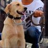 No Pull Leather Dog Leash Durable Cowhide Braided Dog Leash Buffer Spring Design for Training Walking Large and Medium Dogs Pets
