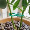 10-50PCS Garden Vine Strapping Clips Plant Bundled Buckle Ring Holder Tomato Plant Stand Support Tool Garden Tomato Grapevine Ties
