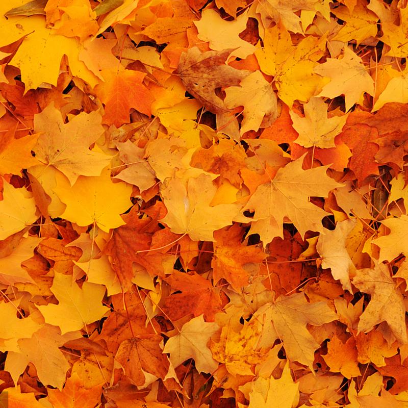 8cm Gesimuleerd Esdoornblad 100/200 stuks Bruiloft Verjaardag Locatie-indeling Thanksgiving Festival Decoratie Foto Props Tapijt Decoratie
