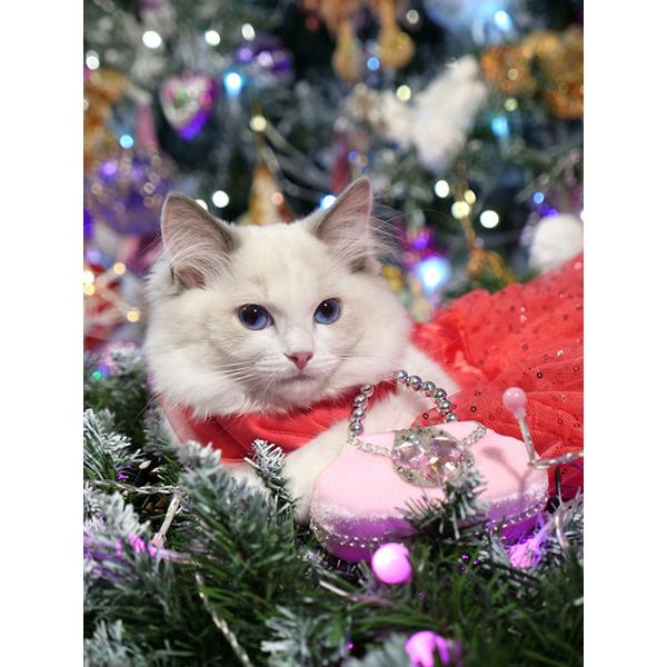 5D Diamond Painting Animal Cat Diamond Embroidery Christmas Cat Cross Stitch Rhinestone Picture Mosaic Set Christmas Home Decor