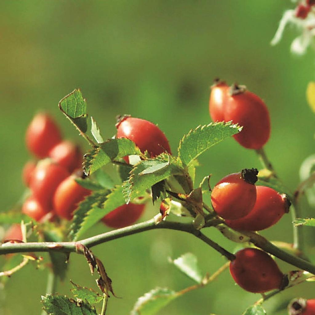 YARD REMEDIES Rosehip Shea Butter Lip Balm NEAL'S & 4.5g (x 1)