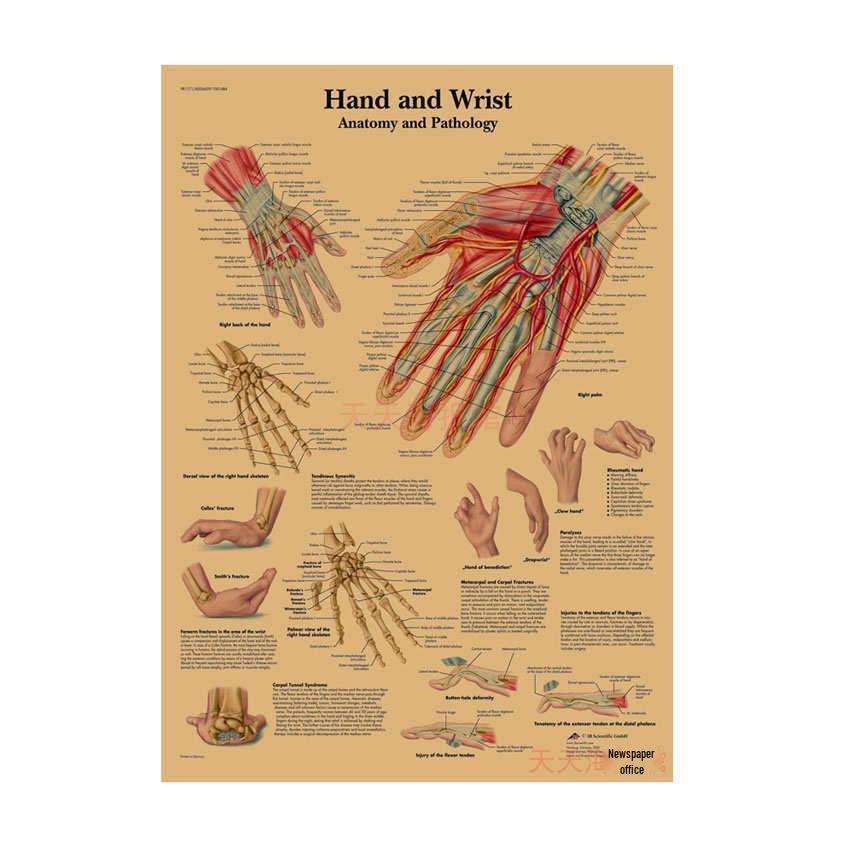 Anatomie kosterního svalstva Diagram Retro plakát pro výzdobu třídy Nástěnné umění (584)