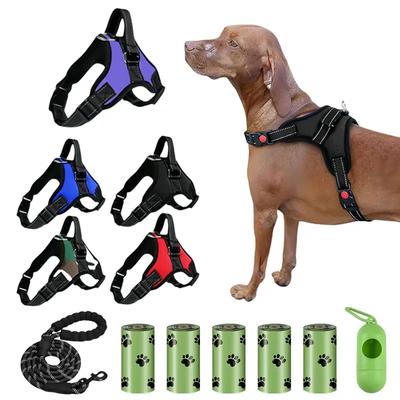 Köpek – Köpek Tasmaları ve Tasma Kayışları
