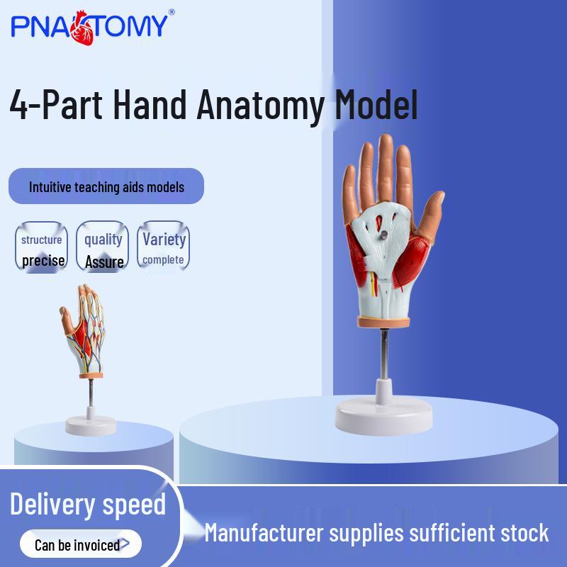 4-Piece Hand Anatomy Teaching Model - Medical Hand Muscle Display 21.5 x 13 x 13.5 cm