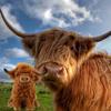 Vache des Highlands Peluche Living Nature Ours en Peluche Jouets Mignons à Câliner Enfants
