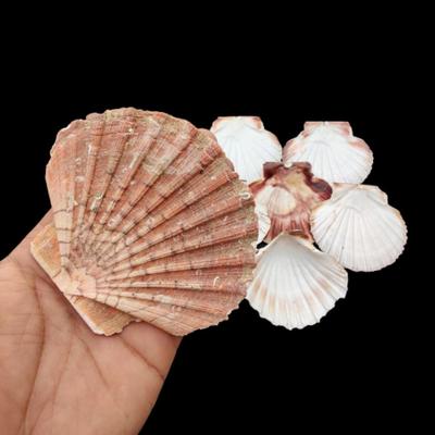 Natürliche Flussmuschel, Natürliches Dekor, Muscheln, Wohndekoration, Natürliche Muschel, große Jakobsmuschel, Fischtank, Aquarium, dekorativ
